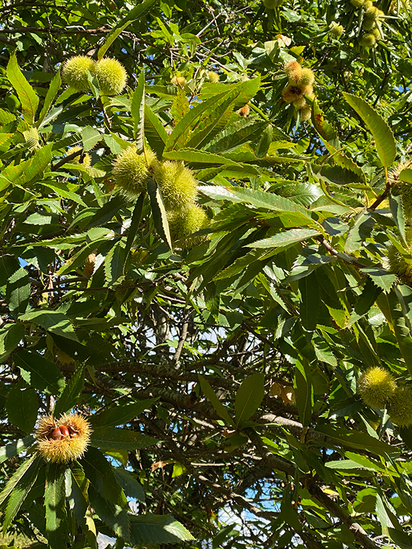 castagne-bio-2