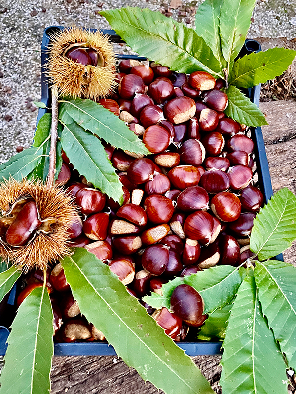 castagne-bio